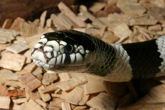 FH_TR_0020(Lampropeltis getulus californiae).jpg - Lampropeltis getulus californiae